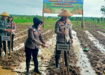 Polres Sumedang Dukung Ketahanan Pangan Nasional, Laksanakan Penanaman Jagung Serentak 750 Hektar Program Polda Jabar