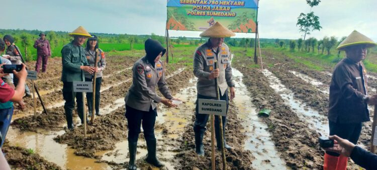 Polres Sumedang Dukung Ketahanan Pangan Nasional, Laksanakan Penanaman Jagung Serentak 750 Hektar Program Polda Jabar