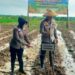 Polres Sumedang Dukung Ketahanan Pangan Nasional, Laksanakan Penanaman Jagung Serentak 750 Hektar Program Polda Jabar