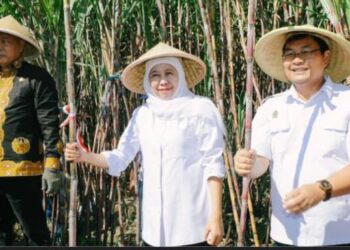 Perkuat Swasembada Gula Nasional, Gubernur Jawa Timur Khofifah Pimpin Panen-Tanam Tebu Serentak di Malang