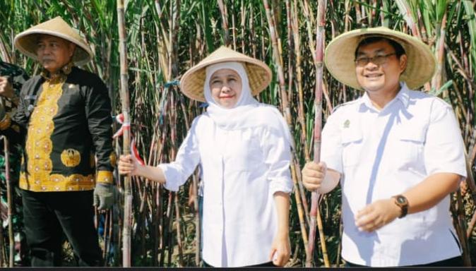 Perkuat Swasembada Gula Nasional, Gubernur Jawa Timur Khofifah Pimpin Panen-Tanam Tebu Serentak di Malang